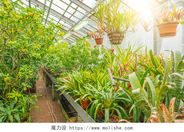 在温室里生长的植物热带原生肉豆蔻林立在架子上，挂在温室花园的锅子里
